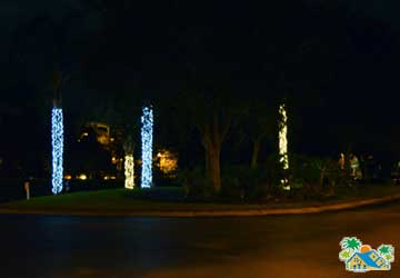 Night trees