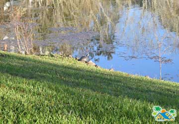 Wildlife (4)