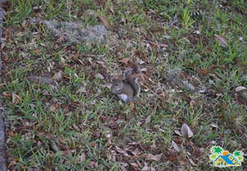 Wildlife (5)